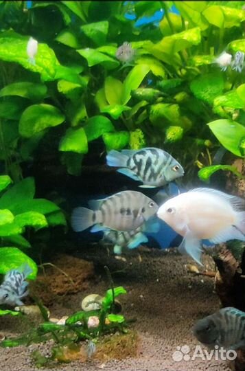 Сапфировый попугай, аквариум 20л., Цихлиды