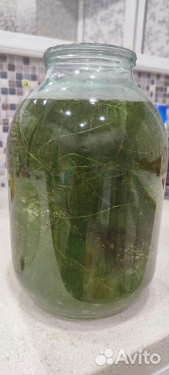 Роголистник, наяс растение