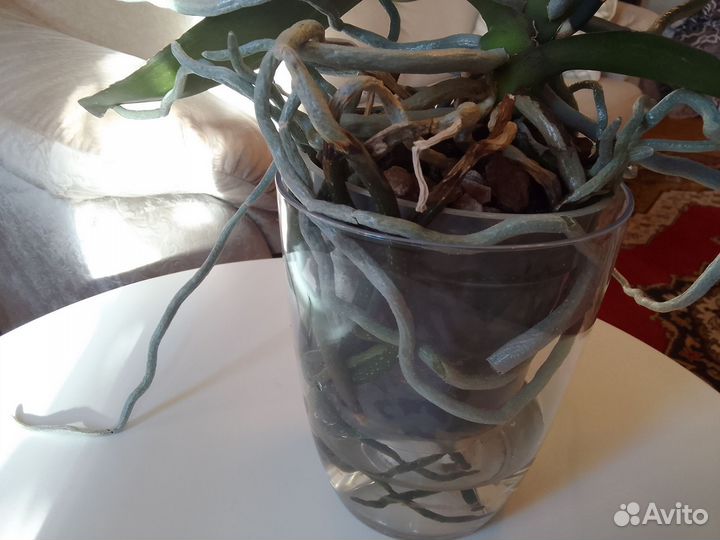 Орхидея Summer breath