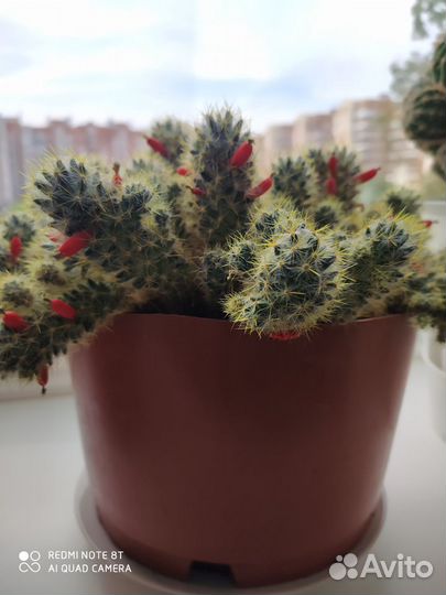 Комнатные цветы