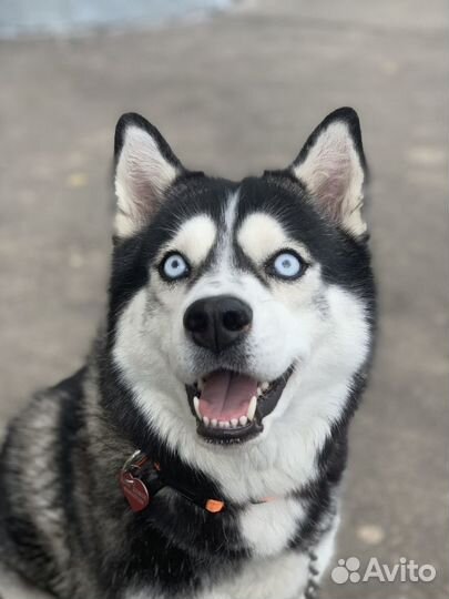 Отдам хаски в очень добрые руки