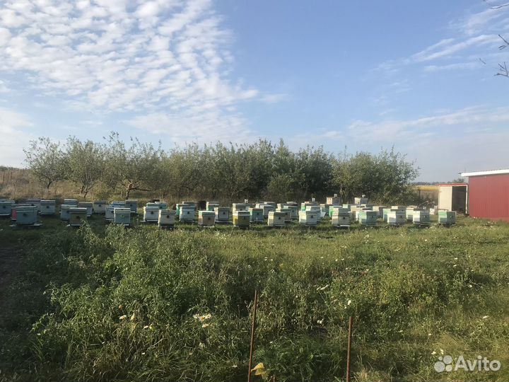 Продам пчелосемьи