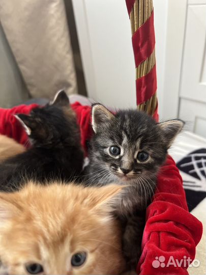 Пасхальные котята