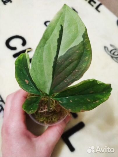 Сингониум Ред спот шоколад