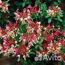 Декоративные и плодовые деревья и кустарники