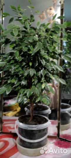 Комнатные растения