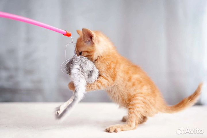 Ежкин кот - в дар