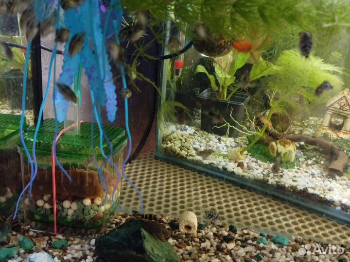 Аквариумные рыбы