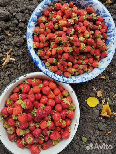 Клубника садовая