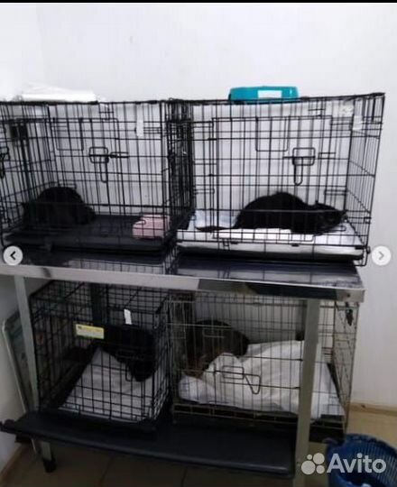 Черная кошка Юна, 7 месяцев, в добрые руки