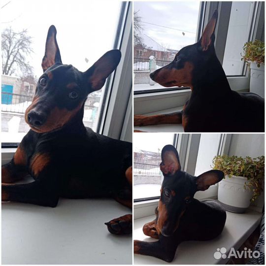 Вязка цвергпинчер