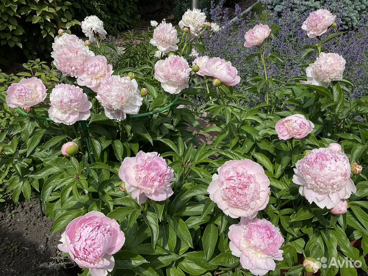 Пионы сортовые.Розовые