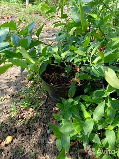 Лимонное дерево