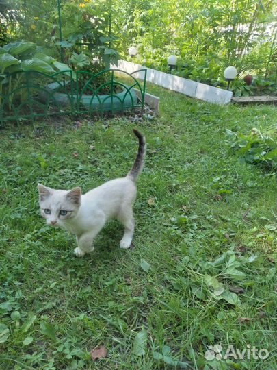 Помогите котятам выжить