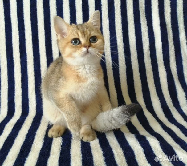 Британские котята золотого окраса