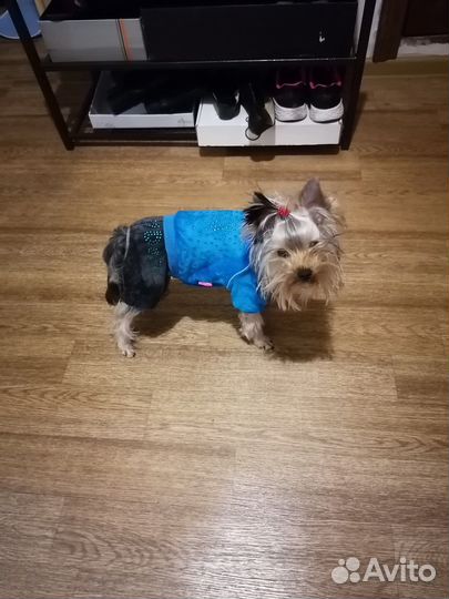Одежда для маленьких пород собак