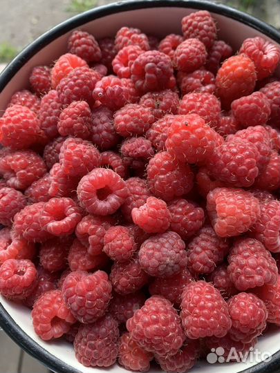 Саженцы малины