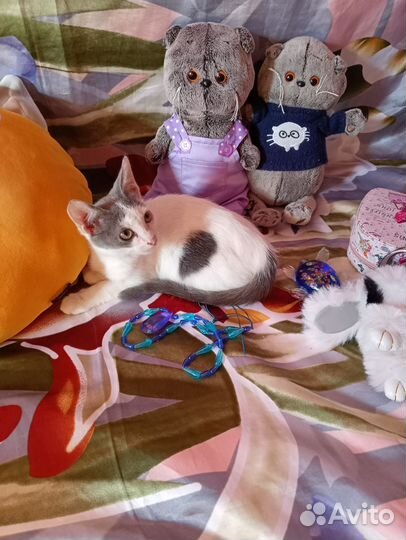 Котёнок Мальчик ищет дом