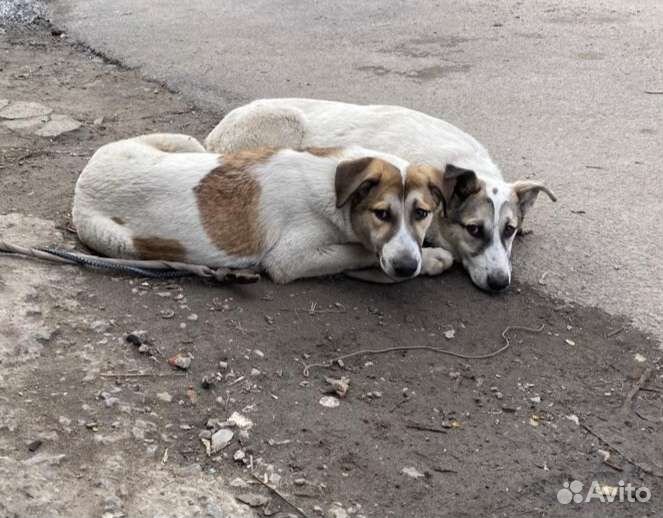 Собака в добрые руки отдам бесплатно