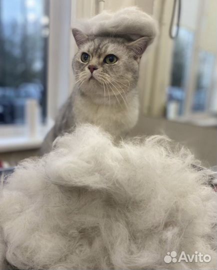 Стрижка кошек Груминг