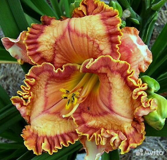 Новинки лилейников