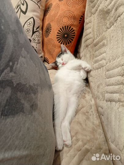 Котенок в добрые руки