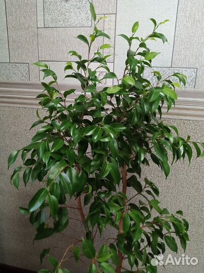 Фикус Бенджамина сорт 