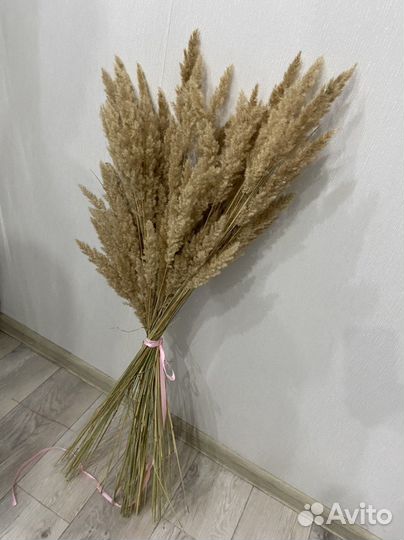 Пампасная трава