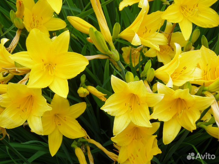 Роза,лилейник,хоста,люпин,мята