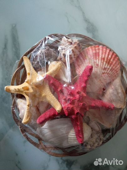 Набор ракушек