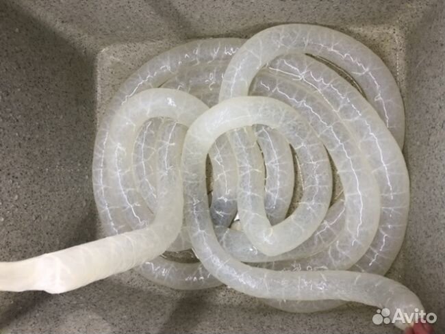 Оболочка для колбас (черева свиная) 32/34, 5 m