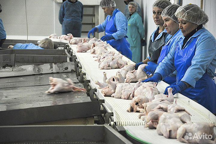 Бригада на птицефабрику. Ежедневная оплата