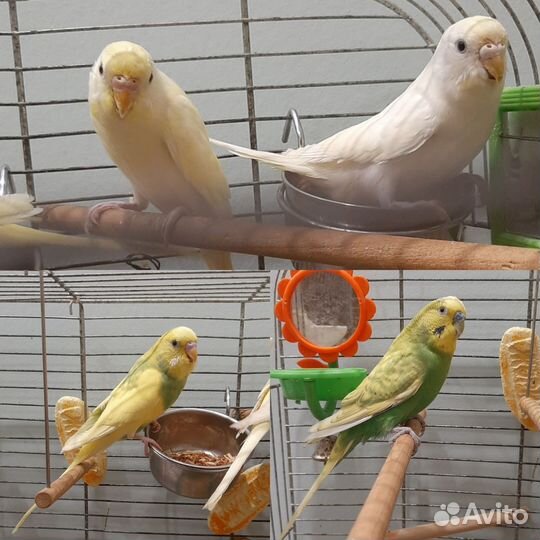 Волнистые попугаи