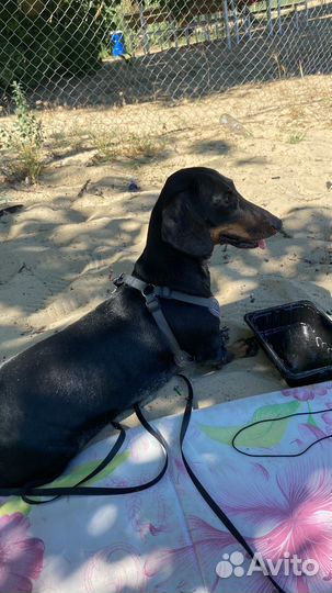 Выгул собак