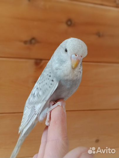 Волнистые попугаи