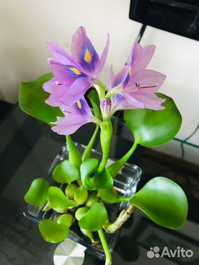 Эйхорния водный гиацинт