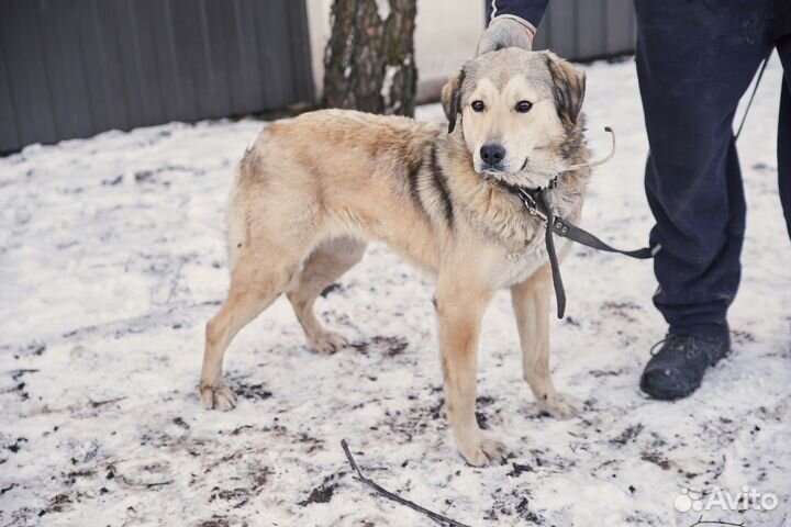 В добрые руки чудесная собака Найда