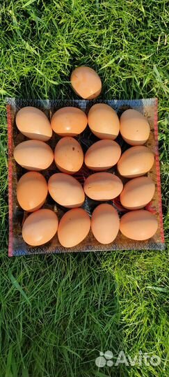 Домашние куриные яйца