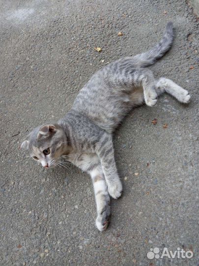 Кошечка в добрые руки