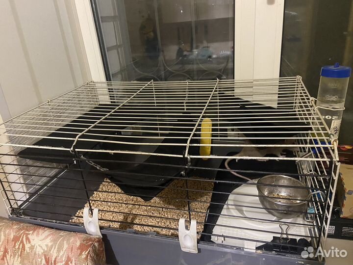 Крыса домашняя с клеткой