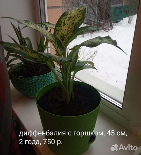 Диффенбахия с горшком