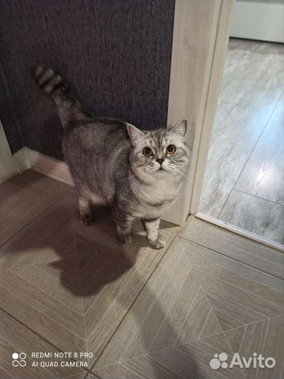 Кошка в дар бесплатно, британская