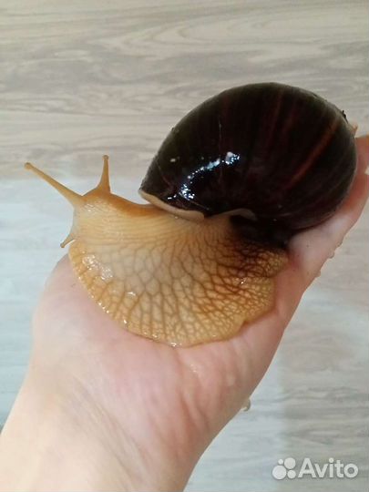 Улитки ахатины