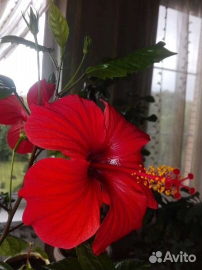 Фиалки и гибискус