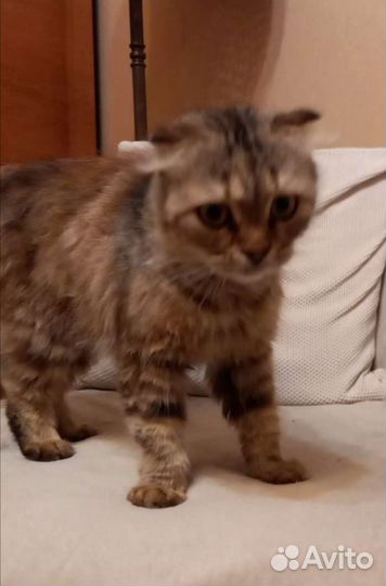 Кошки бесплатно