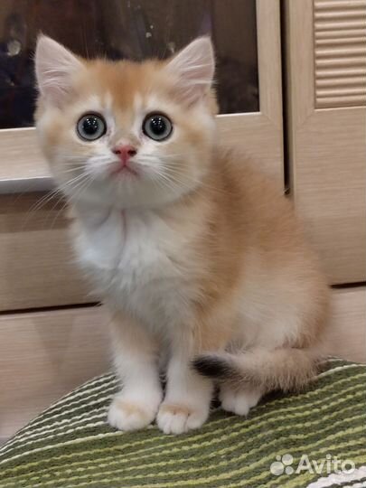 Девочка золотой шиншиллы ny 12