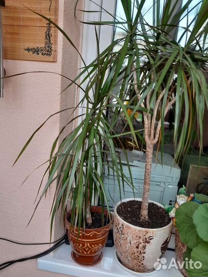 Цветы разные продам с горшками