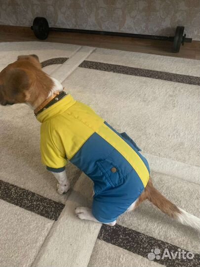 Одежда для щенка