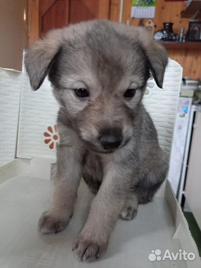 Щенки ищут дом