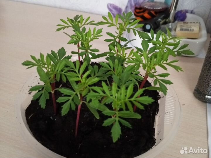 Бархатцы низкорослые